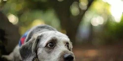 如何给宠物治疗寄生虫（以狗狗有虫吃什么药为例）