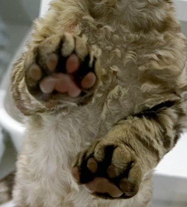 猜猜是谁的小脚丫子
