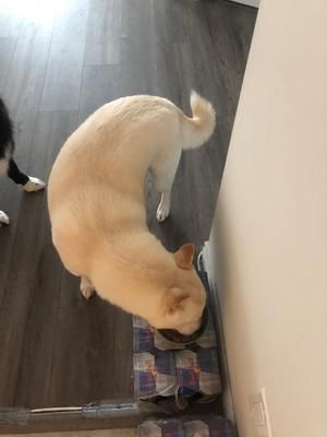 自制狗粮罐头 wet dog food的做法 步骤2