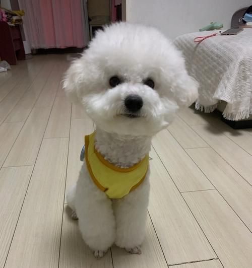 如何遏制比熊乱吃现象？（宠物养护之路上，遇到乱吃如何应对？）