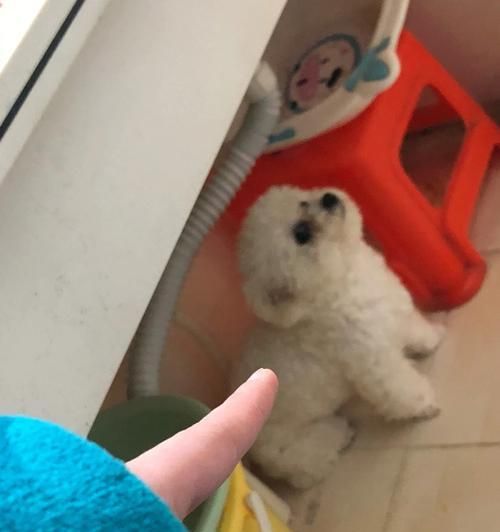 如何遏制比熊乱吃现象？（宠物养护之路上，遇到乱吃如何应对？）