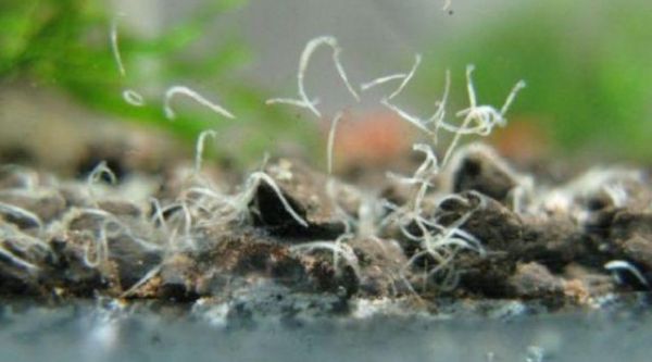 谜一样的蛋白虫，让我的鱼缸不再美丽