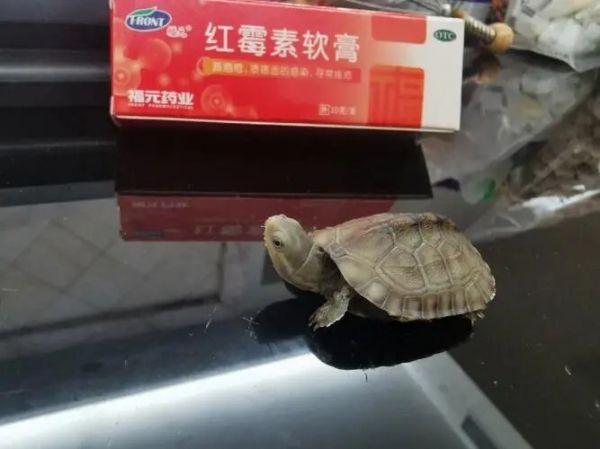 龟甲真菌感染怎么治疗?4 个步骤轻松处理
