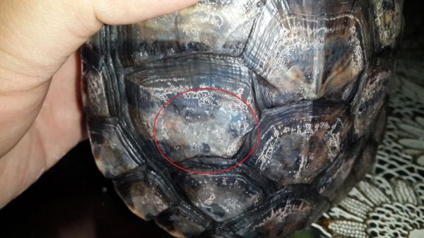 龟甲真菌感染怎么治疗?4 个步骤轻松处理