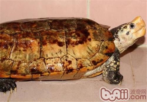 苏拉威西白头龟的品种简介