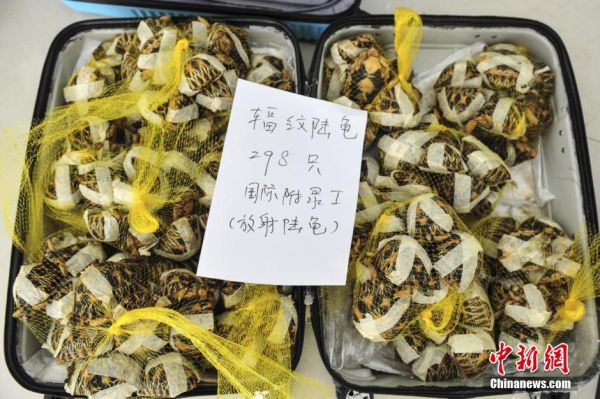 图为广州森林公安截获的走私辐纹陆龟。 中新社发 陈骥旻 摄