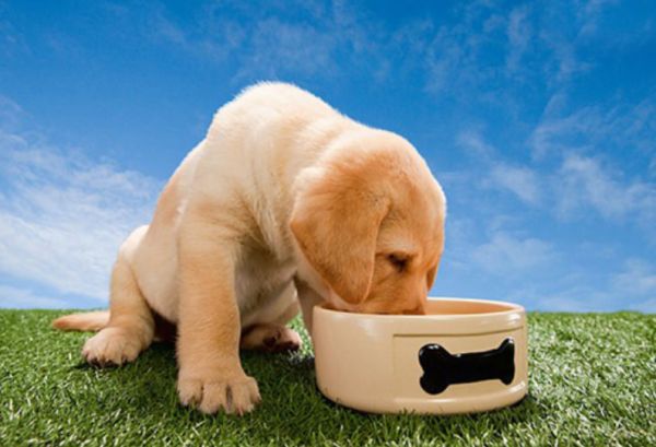 金毛幼犬吃什么食物最好