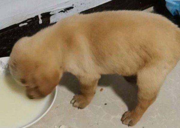 金毛幼犬吃什么食物最好