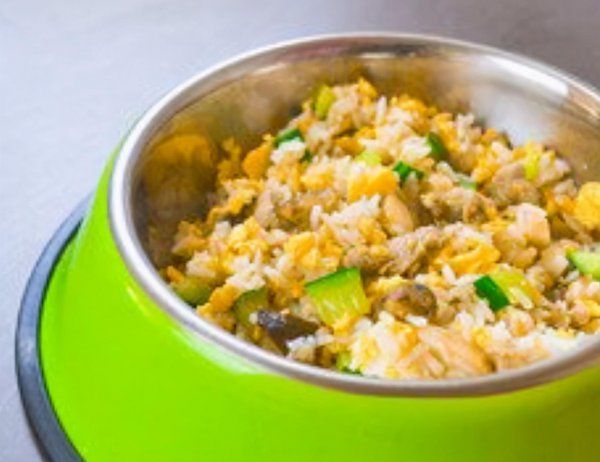 金毛幼犬吃什么食物最好
