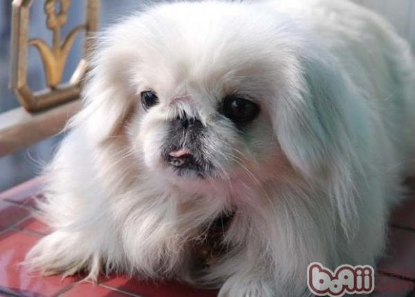老龄宠物犬的护理方法