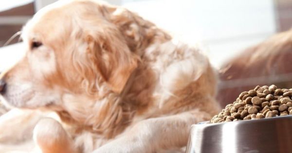 宠物狗老了怎么照顾（宠物狗老化的原因和护理方法）