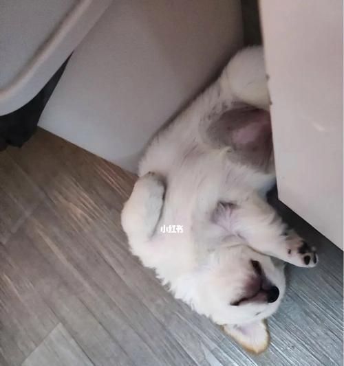 宠物主人必读的应急处理指南（宠物主人必读的应急处理指南）