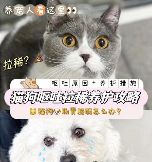宠物主人必读的应急处理指南（宠物主人必读的应急处理指南）