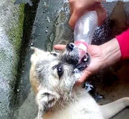 狗血流不止的应急处理方法（如何救助遭受狗咬伤宠物？）