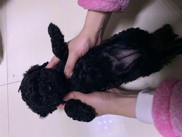 黑色泰迪宝宝