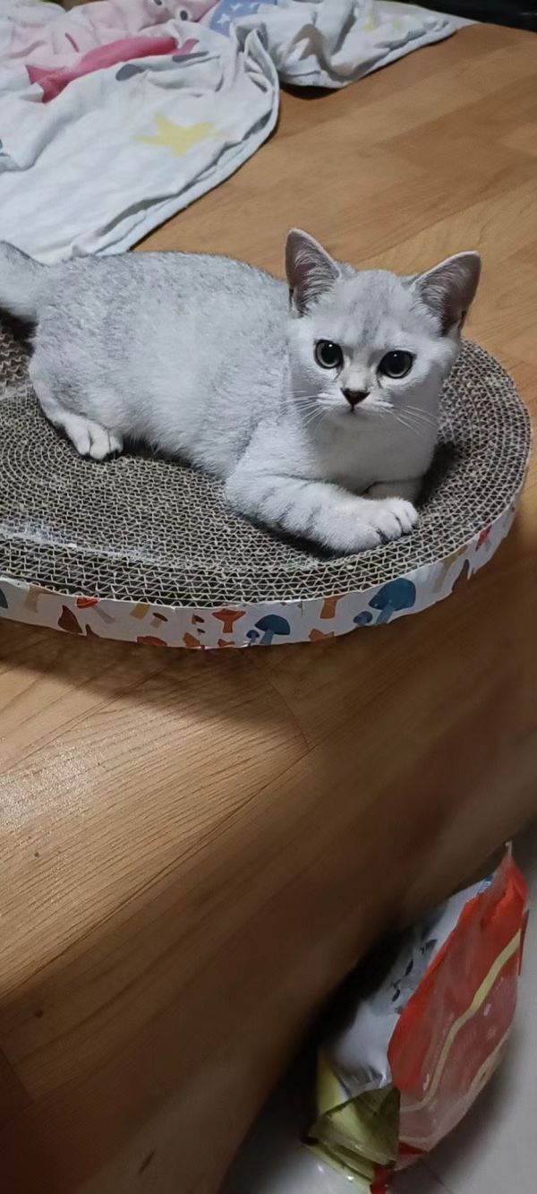 出售小猫