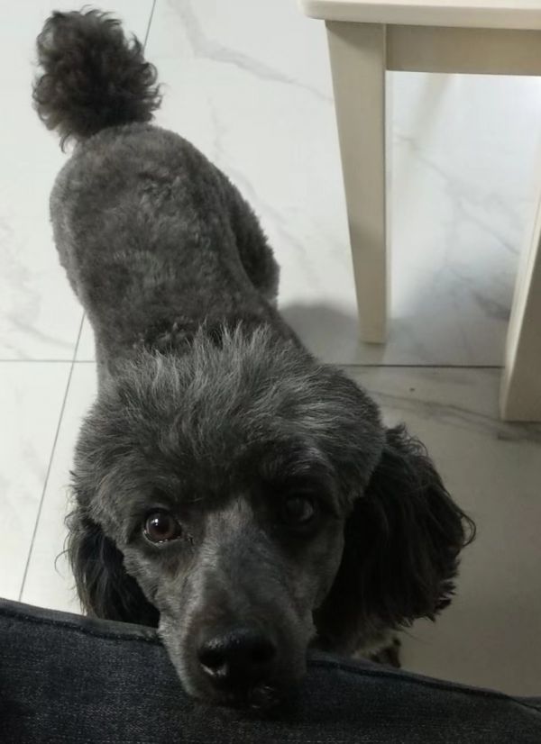 寻找狗狗