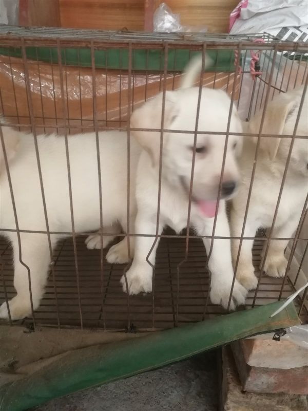 拉布拉多幼犬小狗宠物狗