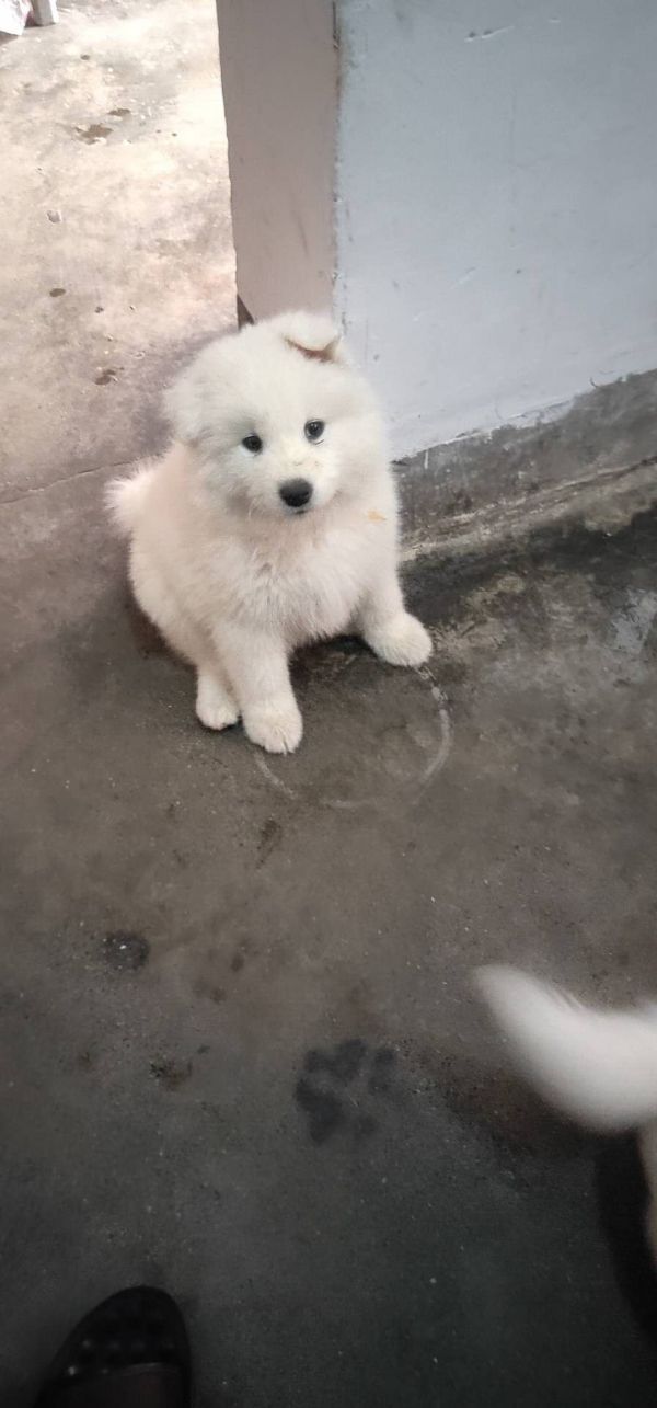纯种沙穆耶