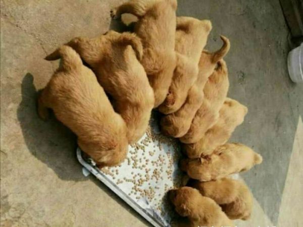 家养纯种金毛幼犬出售