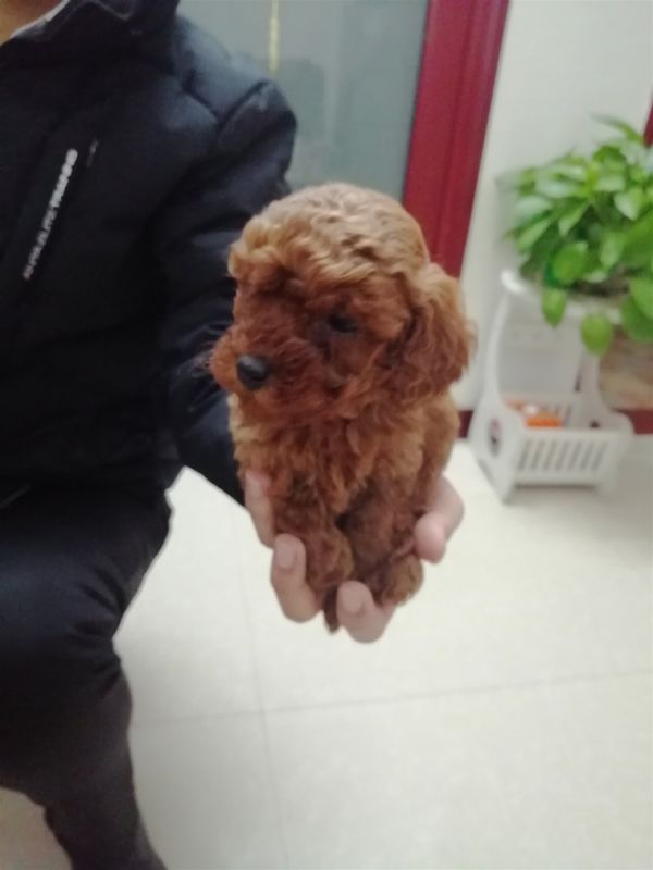红泰迪找新家