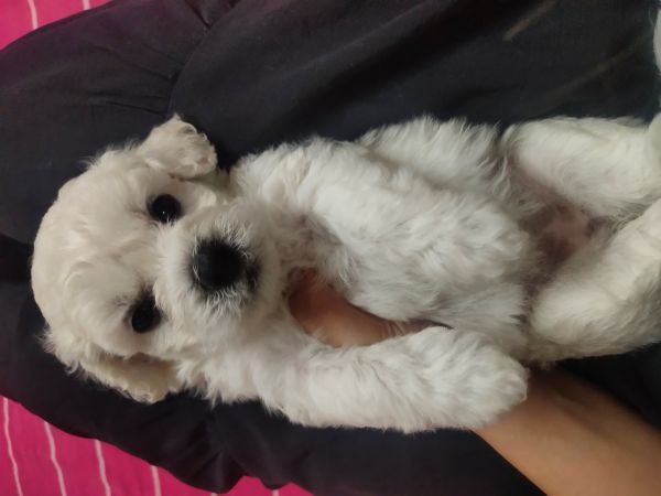 自家纯种比熊的宝宝