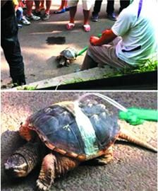 宠物鳄鱼龟属于入侵物种