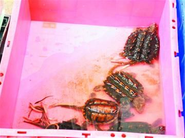 宠物鳄鱼龟属于入侵物种