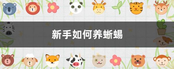 新手如何养蜥蜴