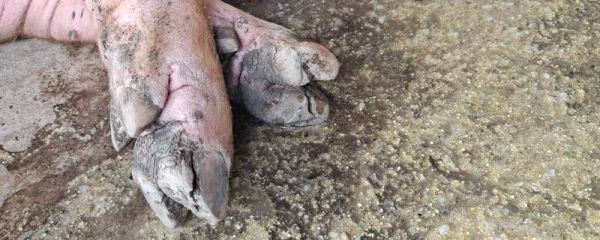 造成猪蹄裂的原因，口蹄疫、水泡性疾病等均会导致