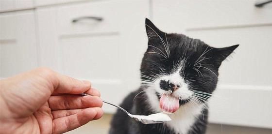 猫咪的高蛋白饮食（以宠物为主）