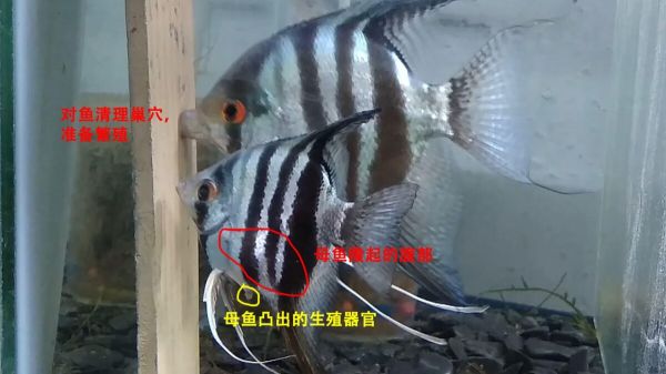 燕鱼公母怎么分辨?3 个常见区分方法介绍