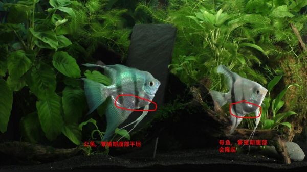 燕鱼公母怎么分辨?3 个常见区分方法介绍