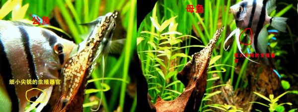 燕鱼公母怎么分辨?3 个常见区分方法介绍