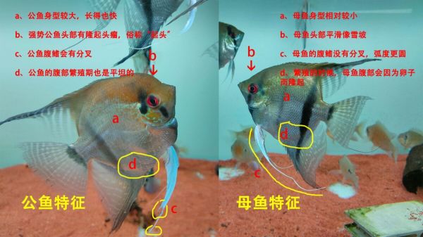 燕鱼公母怎么分辨?3 个常见区分方法介绍