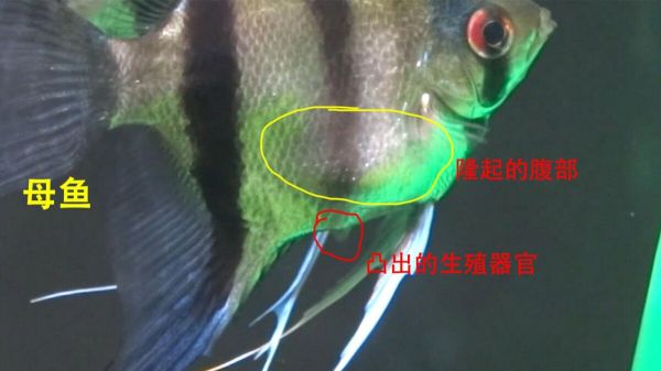 燕鱼公母怎么分辨?3 个常见区分方法介绍