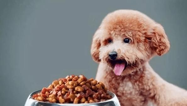 小狗吃驱虫药后多久可以喂食（喂食前需注意的时间和量，驱虫药的使用方法和常见问题）