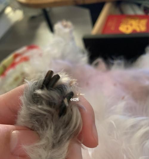 狗狗的月经血情况详解（从颜色到时间）