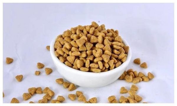 辟谣：猫咪吃肉不吃粮不是坏事！怎么喂以保证营养均衡才最关键