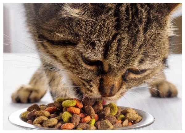 辟谣：猫咪吃肉不吃粮不是坏事！怎么喂以保证营养均衡才最关键