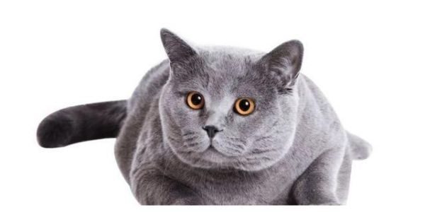 辟谣：猫咪吃肉不吃粮不是坏事！怎么喂以保证营养均衡才最关键