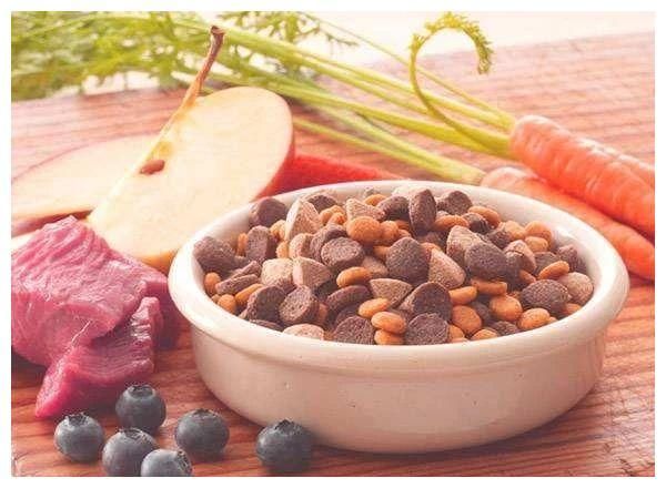 辟谣：猫咪吃肉不吃粮不是坏事！怎么喂以保证营养均衡才最关键