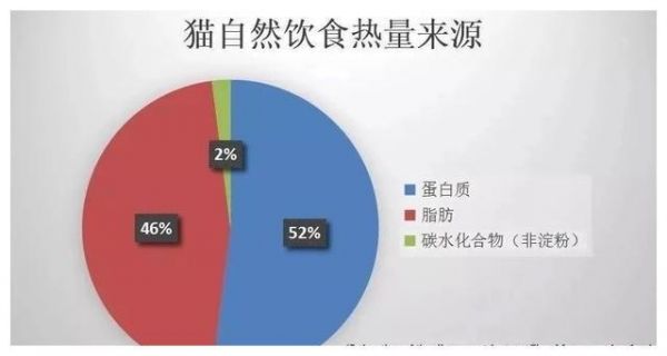 辟谣：猫咪吃肉不吃粮不是坏事！怎么喂以保证营养均衡才最关键