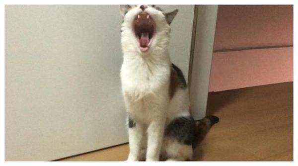 辟谣：猫咪吃肉不吃粮不是坏事！怎么喂以保证营养均衡才最关键