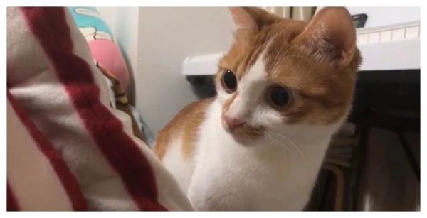 辟谣：猫咪吃肉不吃粮不是坏事！怎么喂以保证营养均衡才最关键