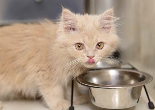 小猫怎么吃才能营养均衡？