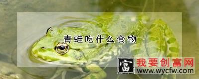 青蛙吃什么食物