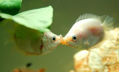 苏州工业园区佳家水族馆观赏鱼缸中的生态平衡观赏鱼缸的选择：如何选择一个合适的家用观赏鱼缸