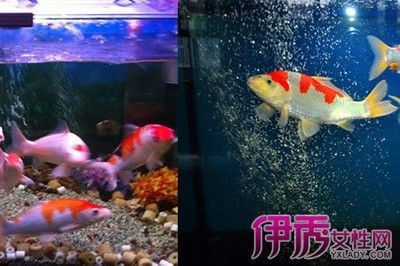 苏州工业园区佳家水族馆观赏鱼缸中的生态平衡观赏鱼缸的选择：如何选择一个合适的家用观赏鱼缸