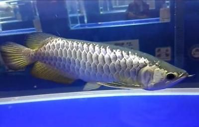 广州水族展2023年已经结束了吗（2023年广州渔博会参展商深度访谈） 观赏龟/鳖饲料 第2张